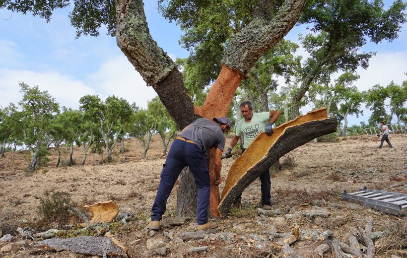 Do montado ao património - Descubra Évora